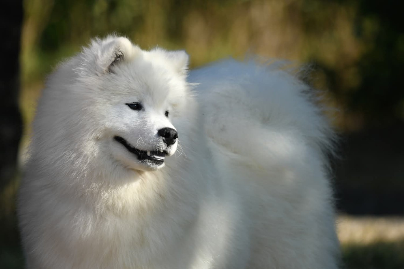 snezhnoe ocharovanie Lichy