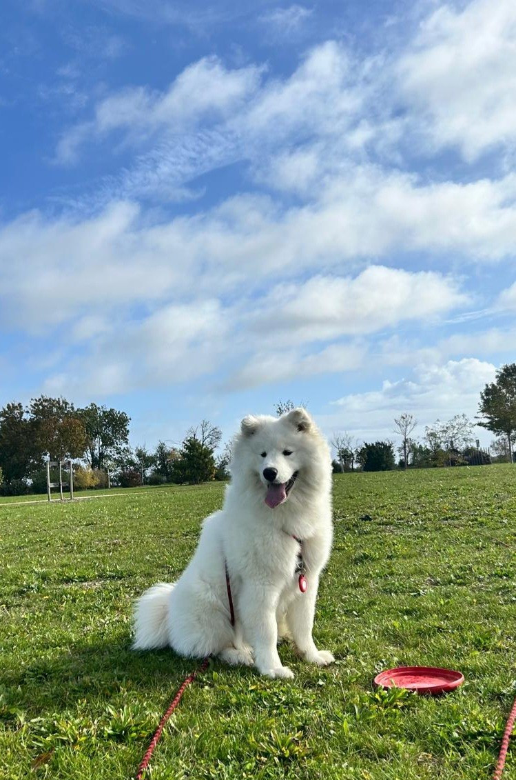 Of Isac Snowflake - Chiots disponibles - Samoyède