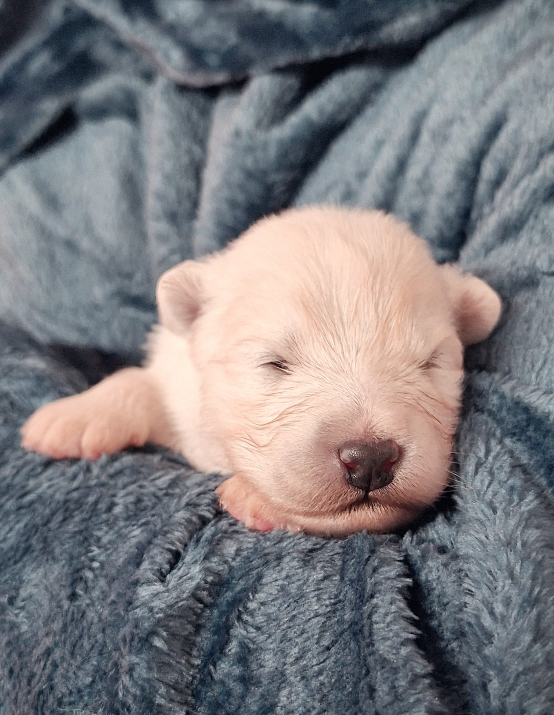 Of Isac Snowflake - Chiots disponibles - Samoyède