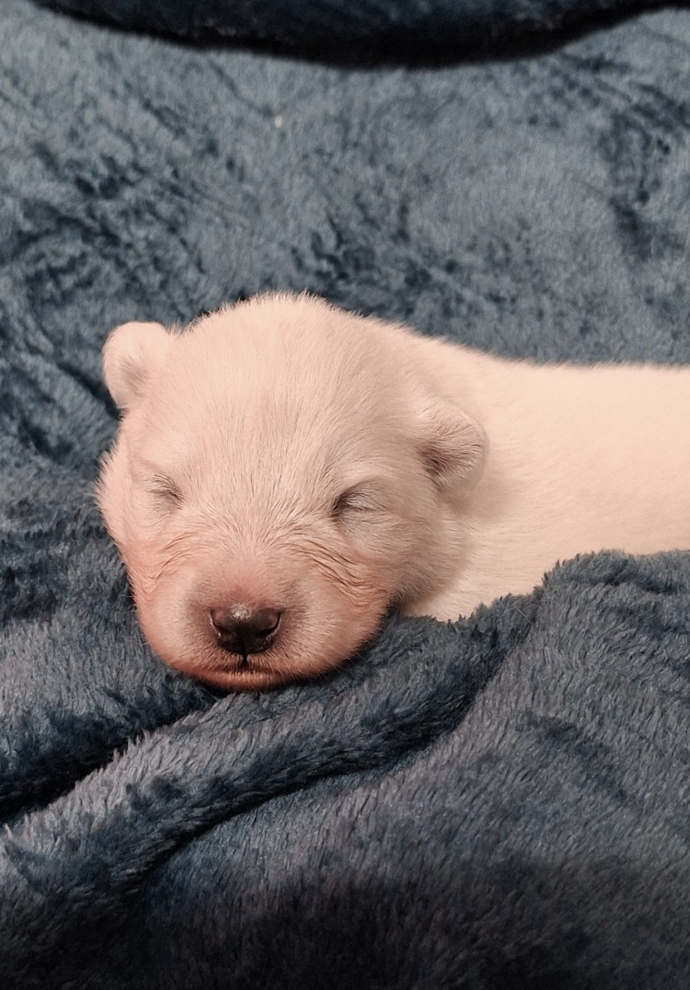 Of Isac Snowflake - Chiots disponibles - Samoyède