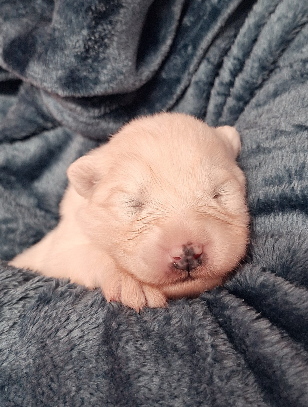 Of Isac Snowflake - Chiots disponibles - Samoyède