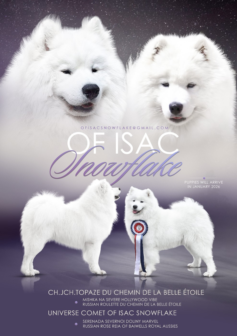 Chiot Samoyède Of Isac Snowflake
