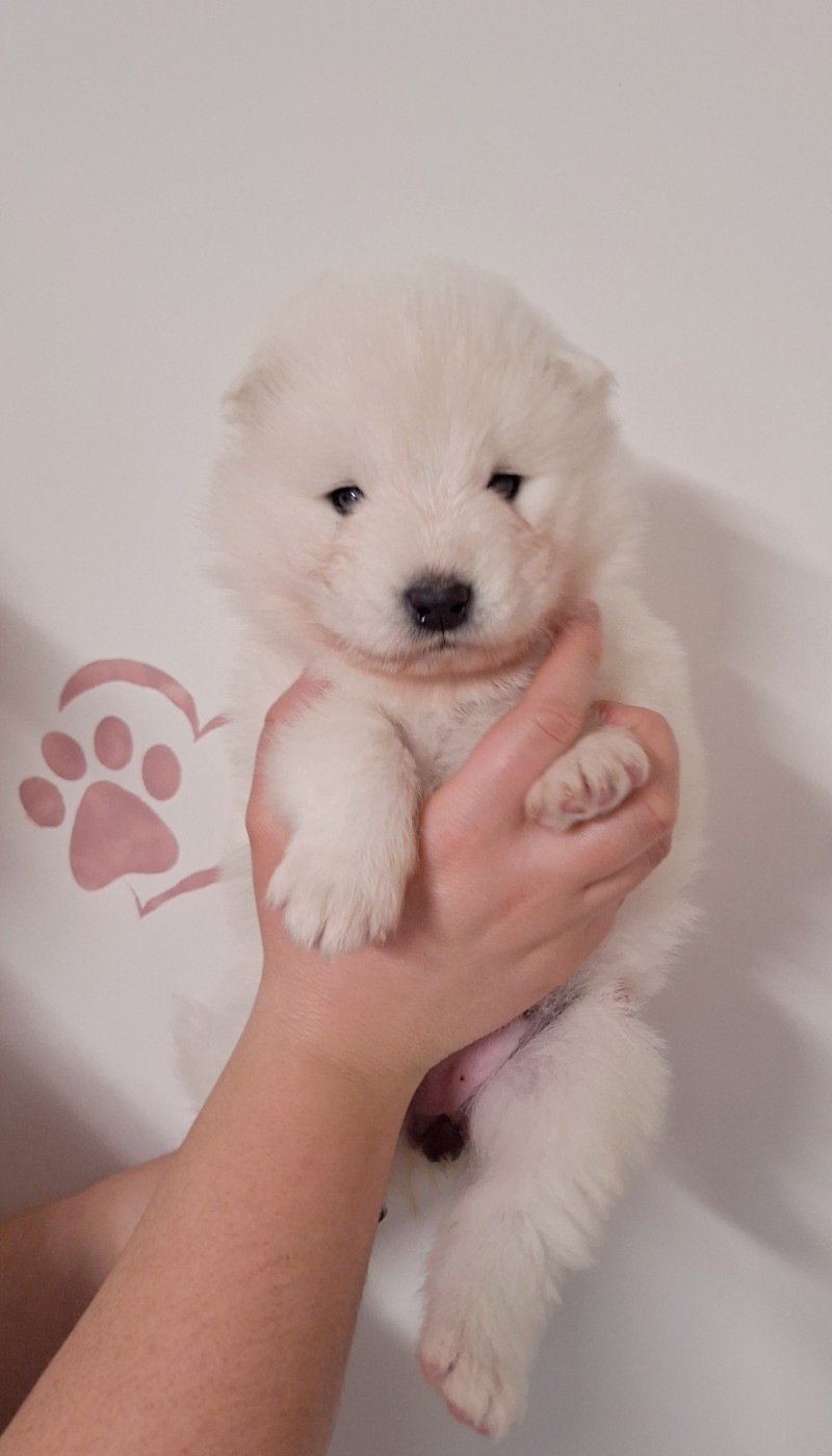 Of Isac Snowflake - Chiots disponibles - Samoyède